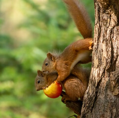 Naklejka na ściany i meble Two scottish red squirrels sharing an apple together on the branch of a tree in the woodland