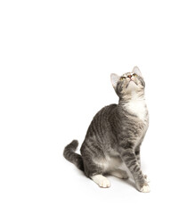 Tabby kitten on white background © Tony Campbell