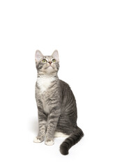 Tabby kitten on white background