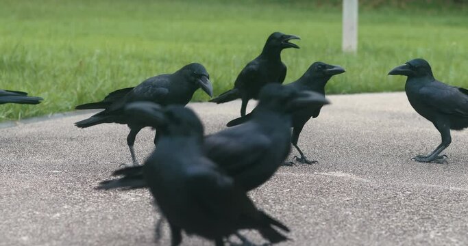 Black crows on the asphalt in a city park. Looking for food on the ground. Wild birds close up. Bird crows corvus corax