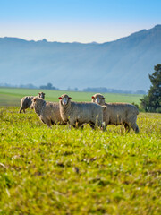 Vertical shot of Merino sheeps graszing in the open grass field in Wolseley, Western Cape, South...