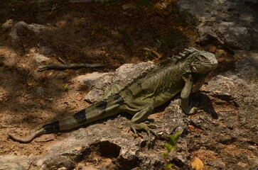 iguana is crawling over the ground at Curaçao island