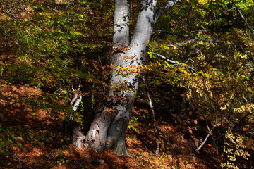 Otoño en Bulgaria