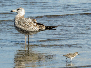Gull and Sandpiper sharing the shore in their aquatic lifestyles