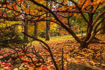 Autumn Leaves In Ashland with a carpet of leaves on the ground and beautiful fall colors - 645041454