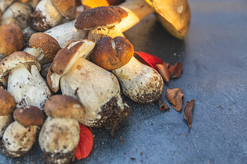 Autumn fall composition. Raw edible mushrooms Penny Bun on dark black stone shale background. Ceps over gray table. Cooking delicious organic mushroom gourmet food. Flat lay top view