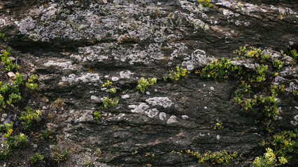 Rock texture with moss and lichen on it. Natural background.