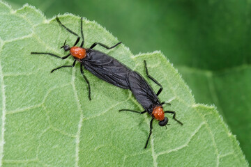 Florida's Love Bug