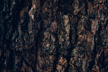 A close up of a textured bark of an old tree