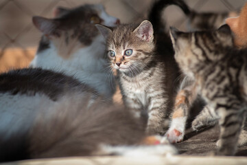 A beautiful country cat in a fenced paddock.