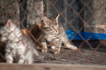 A beautiful country cat in a fenced paddock.