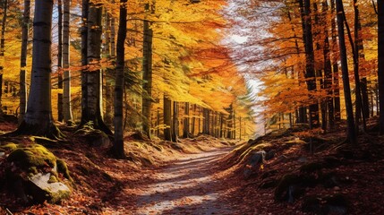 Colorful autumn forest pathway backgrounds.