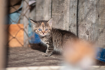 A beautiful country cat in a fenced paddock.