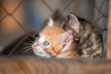 A beautiful country cat in a fenced paddock.