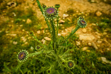 Close up of a flower