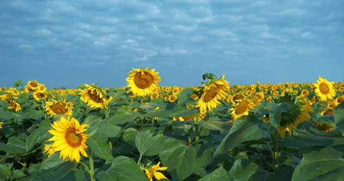 Field of beautiful yellow sunflowers. Cinema 4K 60fps video