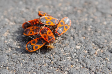 cluster of beetles Pyrrhocoris apterus with a pattern in the form of a human face on the back on the pavement