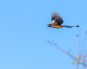 A Rufous treepie