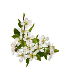 Spring floral corner arrangement with small green leaves and flowers of cherry isolated on white or transparent background