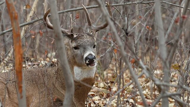 Whitetail Deer Buck chewing his cud while keeping an eye on his surroundings in the Grasslands region of Alberta