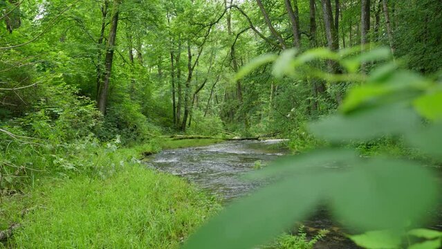The "Sopot" river in Nowiny in Roztocze. Nice cascades on the river.