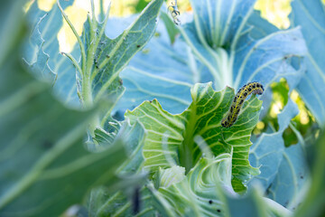 Caterpillar, insect, pest eats the foliage of green cabbage close-up
