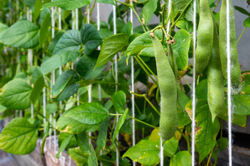 Green beans growing on bushes close-up
