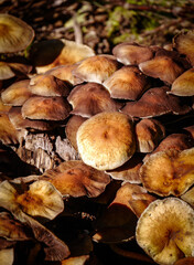Close up of mushrooms during autumn