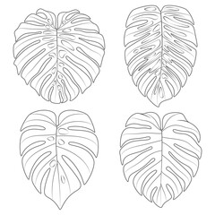 Set of black and white illustrations with monstera creeper plant leaves. Isolated vector objects on white background. - 645063250