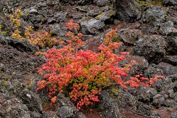 Vine maple trees growing in a field of lava rock on the Santiam pass in central Oregon