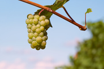 ripening bunch of white grapes on the vine