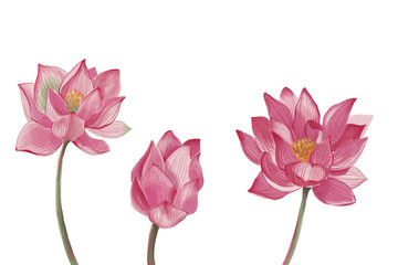 Lotus flower royal lotus flower pink