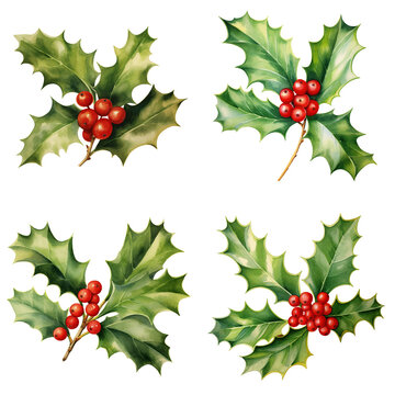 Christmas Holly Berries Sprig Watercolour Illustration Isolated