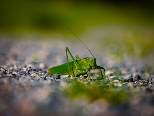 Close-up of bush crickets on the ground