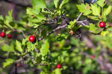 Midland hawthorn leaves and red berries. Crataegus monogyna. Single seed Hawthorn, Common Hawthorn, English Hawthorn.