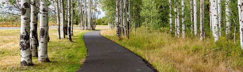 A panoramic image of a bike path winding through a grove of aspen trees in central Oregon near...
