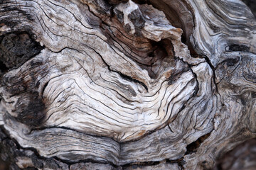 Old broken wood fiber texture. Broken tree trunk wood shrapnel