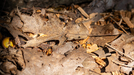 old dried up leaves on the ground