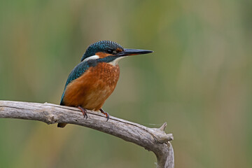 Kingfisher (Alcedo atthis) perched on a branch - 645070289