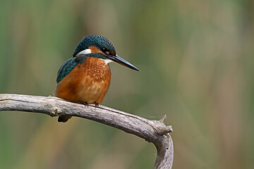 Kingfisher (Alcedo atthis) perched on a branch