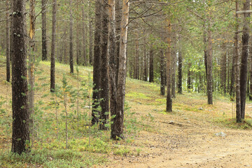 Beautiful, dry, forest.Trees in the forest, illuminated by sunlight.