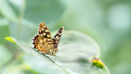 Speckled Wood Butterfly ( Pararge Aegeria )