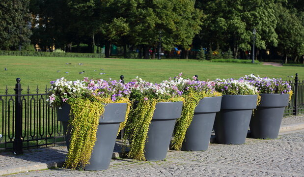 A row of large plastic planters with flowers in the city park, Senate Square, Saint Petersburg, Russia, September 07, 2023