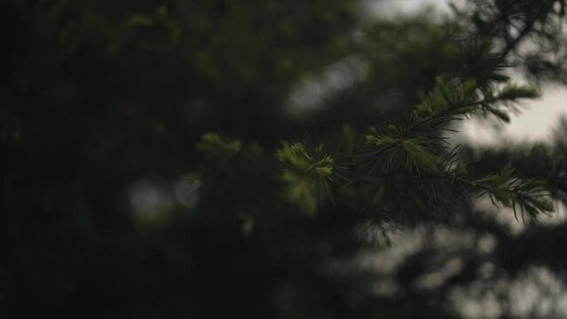 Lambi Dehar Mines  Mussoorie