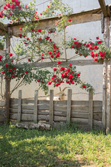 Flowerbed with a spray rose.