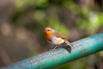 Fototapeta premium Robin Red Breast - Dublin's Red-Breasted Beauty (Erithacus rubecula)