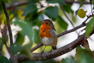 Robin Red Breast - Dublin's Red-Breasted Beauty (Erithacus rubecula)