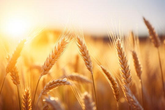spikelets of wheat in the field.sunset light.atmospheric.harvest