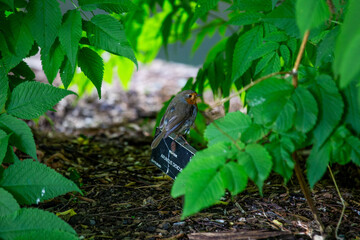 Robin Red Breast - Dublin's Red-Breasted Beauty (Erithacus rubecula)