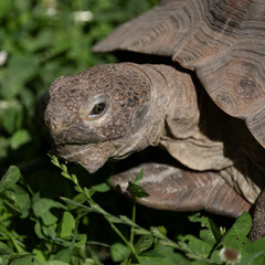 Obraz premium tortoise closeup